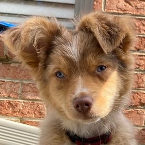 Meet your Posher, Christie